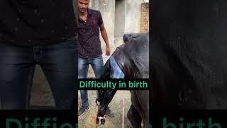 Difficulty in birth l dr umar khan