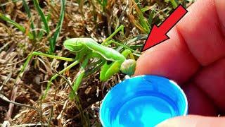 Offered the MANTIS water during a drought! What happened next is unbelievable.