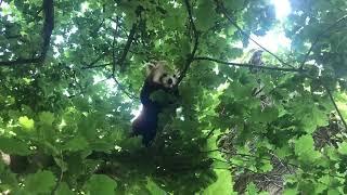 New red panda arrives at Bristol Zoo Gardens