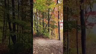 Fall colors at Moccasin Trail Park, Don Valley Toronto #shorts