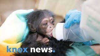 Zoo Knoxville's chimpanzee Binti gives birth to healthy female