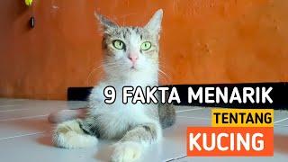 CATLOVERS WAJIB TAU | 9 FAKTA UNIK TENTANG KUCING