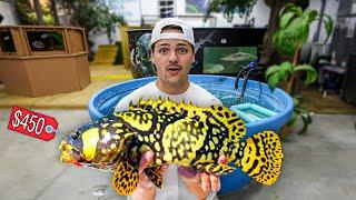 I got BUMBLE BEE GROUPERS for My POND!!