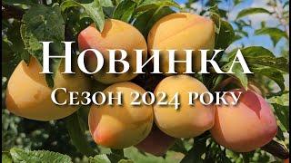 Диплоїдні сливи в Україні. Мун Глоб не Мун Глоб.