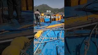 돌문어는 크다고해도 1키로 넘기가 어렵네 #남해 #제철생선 #문어 #택배 #저울