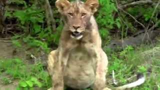 He could hardly walk! | Very full Lion Cub | Nyerere National Park | Tanzania