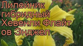 Лилейник гибридный Хевенли Флайт ов Энджел  обзор: как сажать, рассада лилейника