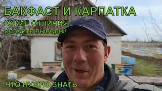 БАКФАСТ и КАРПАТКА какая разница ️️