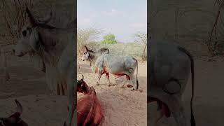 #shortvideo #shorts #cowfarm #animals #viral #ox #villagelife