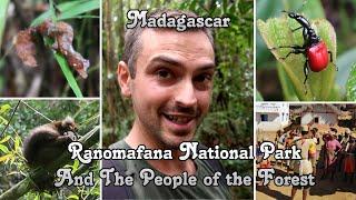 Madagascar. Ranomafana National Park and the last Greater Bamboo Lemur.