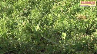 How to destroy a vetch crop