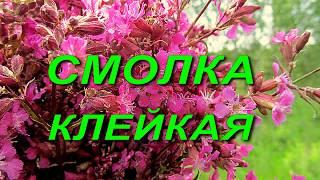 Смолка клейкая или обыкновенная ( Viscaria vulgarus)