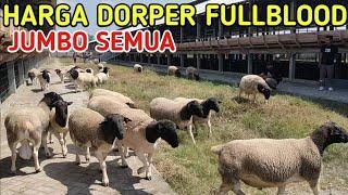 HARGA DORPER DI DORPER PRIME INDONESIA JUMBO SEMUA