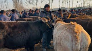 Tergachi mol bozori ģunajinlar VA sigirlar narhlari bilan tanishing 21.02.2025yil