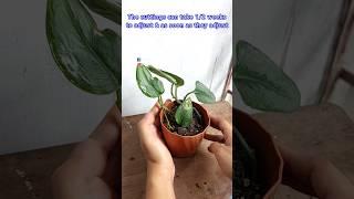 Repotting Water-Rooted Scindapsus "Moonlight" Plant - Scindapsus Plant Care Indoor