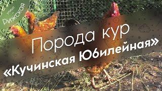 Порода кур «Кучинская Юбилейная»  Обзор