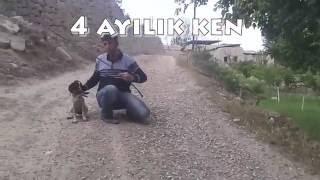 Hunting dog training Av Köpeği köpek egitimi Ferma Apor Su