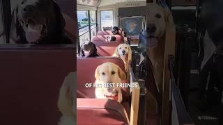 Doggy Daycare Bus: Cooper 