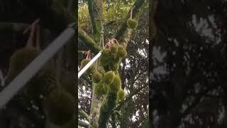 Samlee M2222 Durian Flower Sickle