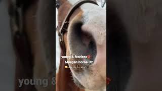 Young Fearless Horse Trots Over To Me In The Cutest Way Possible️️#shorts