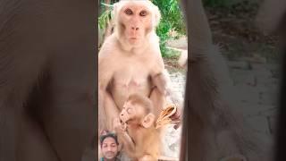 Mother's monkey  fiding BABY milk  #funny #bubududulover #cute #peachuandgoma #monkey