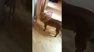 Dog OR Lion? #shorts