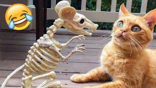 Funniest Animals 2023  Funny Cats and Dogs  | Funny Animal Videos