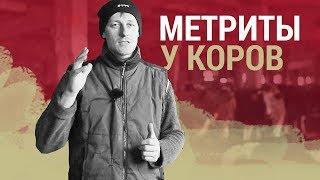 Метриты у коров: лечение и профилактика