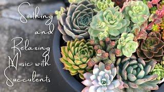 Soothing and Relaxing Music with Succulents Silent LS 3 // Peaceful, Relaxing, Sleep, Meditation.