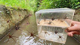 Hunting Top 10 Fishing Spider In The River