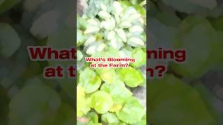 What’s blooming at the farm? Run down on the caption! #gardening #gardenlife #spring