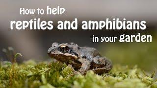 The Wildlife Garden Project | How to help reptiles and amphibians in your garden