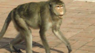 बंदरी | Monkey videos | bandar video | monkey | #gooddachaasl