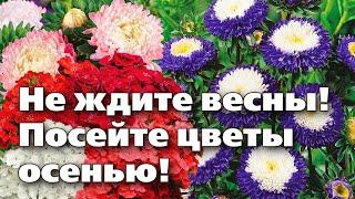 СЕКРЕТЫ ПОСЕВА ЦВЕТОВ ПОД ЗИМУ.  Можно сеять даже по снегу!