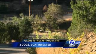 East Mountains Plague And Tularemia