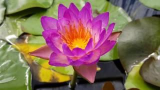 Нимфея Queen Sirikit (nymphaea Queen Sirikit)