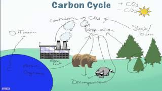 Carbon Cycle Processes