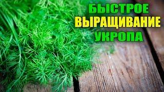 НИКТО НЕ ВЕРИТ! ВЫРАЩИВАНИЕ УКРОПА ЧЕРЕЗ РАССАДУ!