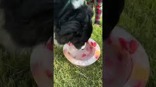 How to make a fun and cute edible water bowl that your dog will love!
