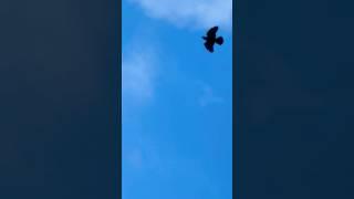Jackdaw Flying In The Wind | Whirlow Hall Farm Trust #birds #avian #nature