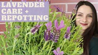 How to Take Care After LAVENDER Plant | Various Varieties of Lavender