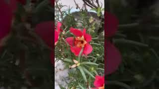 Red flowers  beautiful  #flowers #youtube#portulacaplant #red #views 