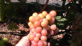 Сорт винограда "Дашуня" - сезон 2019 # Grape sort "Dashunya"