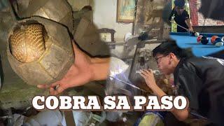 DALAWANG COBRA NA NAG TATAGO SA MGA TAMBAK SA LOOB NG BAHAY #cobraprince