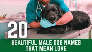 20 Beautiful Male Dog Names That Mean Love ! Best Pet Names 2021