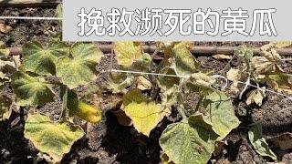 【种菜】濒死的黄瓜还能救回来吗？｜大肚细腰黄瓜的原因