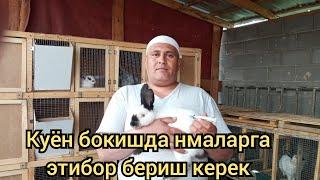 Куён бокишда нималарга этибор бериш керек