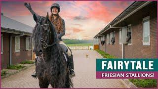 Riding and Driving Fairytale Friesian Horses!