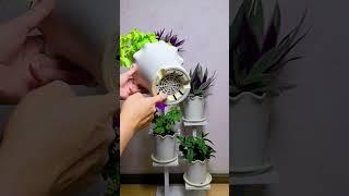 Beautiful techniques pruning plants flower in pot #plants #garden #flower #diy #gardenplants