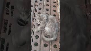 Секрет раскрыт! Крупный амур только на ЭТО! #рыбалка